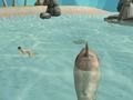 Игра Плажен убиец на акула Симулатор  онлайн