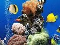 Игра Морска подводна разлика  онлайн
