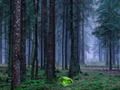 Игра Мистичен залез в гората онлайн Игра Мистичен залез в гората онлайн