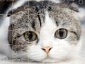 Игра Котешки пъзел време  онлайн