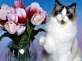 Игра Пъзел със забавни котки  онлайн