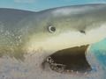 Игра La Shark онлайн