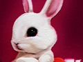 Игра Обратно към училище: Книга за оцветяване на зайци  онлайн