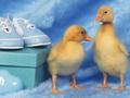 Игра Любими малки пъзели  онлайн