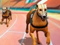 Игра Луда кучешка състезателна треска  онлайн