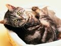 Игра Смешни пъзели за котки и кучета  онлайн