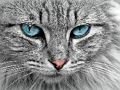 Игра Мозайката на котешкото око  онлайн
