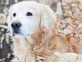 Игра Пъзел за зимни домашни любимци  онлайн