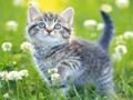 Игра Котета Пъзел  онлайн