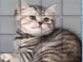 Игра Picpu Cat онлайн