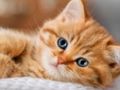 Игра Колекция пъзели котенца  онлайн