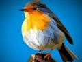 Игра Мозайката Poly Birds  онлайн