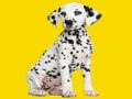 Игра Пъзел Phantom Pups  онлайн