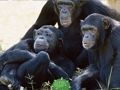 Игра Забавно бягство от джунглата на шимпанзето  онлайн