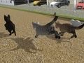 Игра Бягайте Cat Cat Race  онлайн