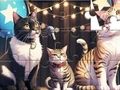 Игра Пъзел: Пееща котка  онлайн