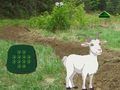 Игра Коза Намерете детето  онлайн