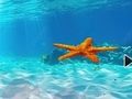 Игра Бягство от подводна морска звезда  онлайн