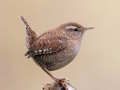 Игра Birdlingo онлайн