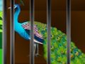 Игра Освободете красотата в клетката  онлайн