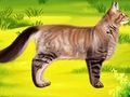 Игра Котка Домашен любимец Доктор Зъболекар  онлайн