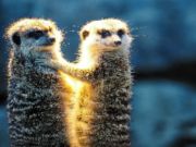 Игра Meerkat двойка Jigsaw  онлайн