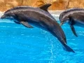 Sea Dolphin Jigsaw — безплатна онлайн игра