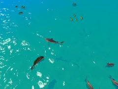 Hungry Shark Hunt — безплатна онлайн игра