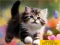 Puzzle Sliding Kittens — безплатна онлайн игра