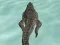 Crocodile Simulator Beach Hunt — безплатна онлайн игра