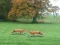 Hunted Fox — безплатна онлайн игра