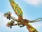 Dragons: Drachenrennen — безплатна онлайн игра