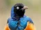 Animal Puzzle: Wildlife & Logic — безплатна онлайн игра
