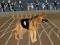 Crazy Dog Racing Fever — безплатна онлайн игра