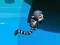 Jungle Jump — безплатна онлайн игра