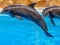 Sea Dolphin Jigsaw — безплатна онлайн игра