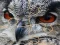 Wild owl Jigsaw — безплатна онлайн игра
