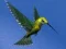 Hummingbird House Escape — безплатна онлайн игра
