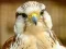 Gyrfalcon Jigsaw — безплатна онлайн игра