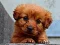 Puppy Puzzle — безплатна онлайн игра