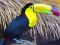 Toucan Bird Jigsaw — безплатна онлайн игра
