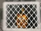 Tiger Escape 1 — безплатна онлайн игра
