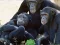 Funny Chimpanzee Jungle Escape — безплатна онлайн игра