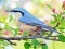 Hidden Spots Birds — безплатна онлайн игра