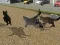 Run Cat Cat Race — безплатна онлайн игра