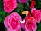 Precious Rose Escape — безплатна онлайн игра