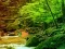 Peaceful Rainbow Forest Escape — безплатна онлайн игра