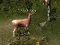 Sniper Hunting Deadly Animal — безплатна онлайн игра