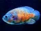 Tiger Fish Jigsaw — безплатна онлайн игра