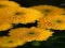 Chrysanthemums Jigsaw — безплатна онлайн игра
